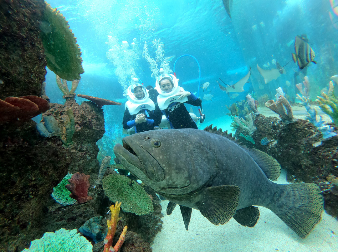 Cebu Ocean Park景点图片