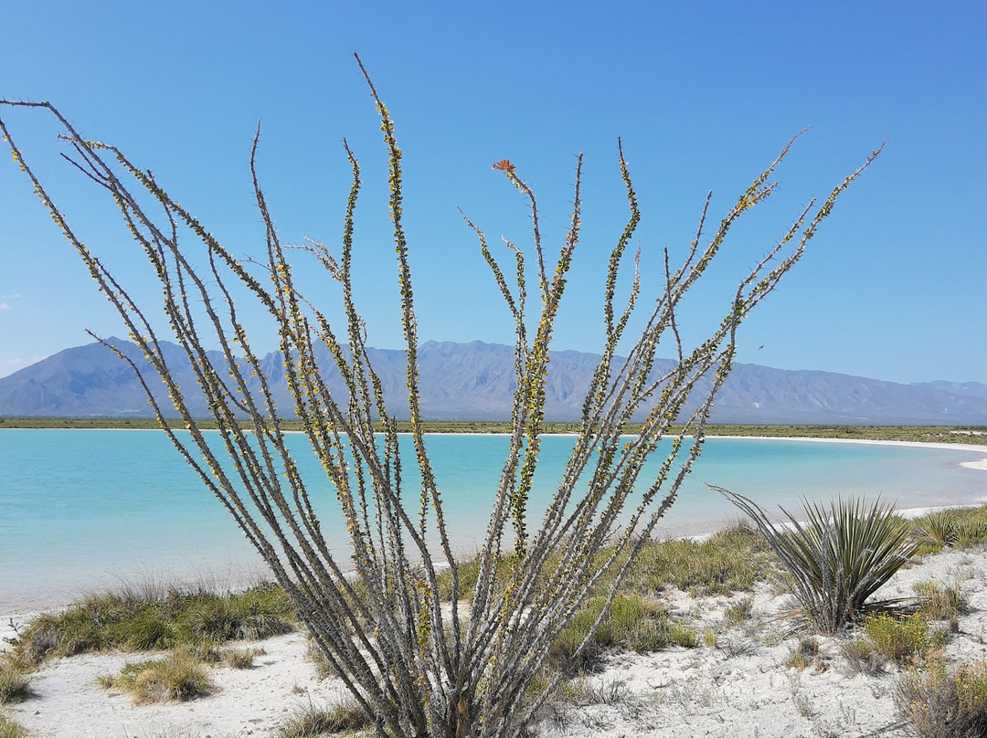 Las Playitas-Cuatro Cienegas必去景点