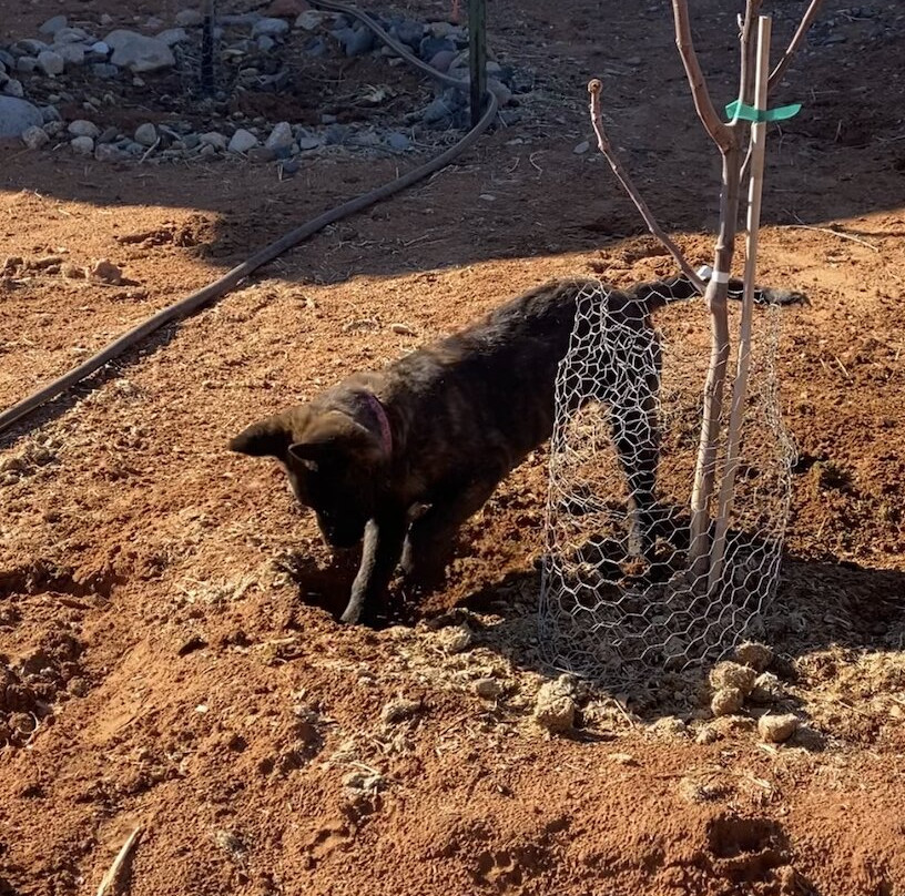 Harmony Acres Ranch & Petting Farm-Cornville必去景点