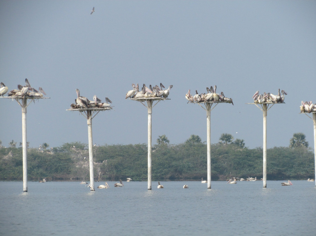Kolleru Bird Sanctuary景点图片