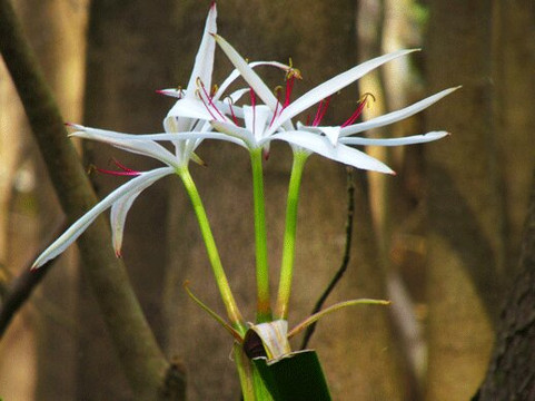 Canoe Escape-Thonotosassa必去景点