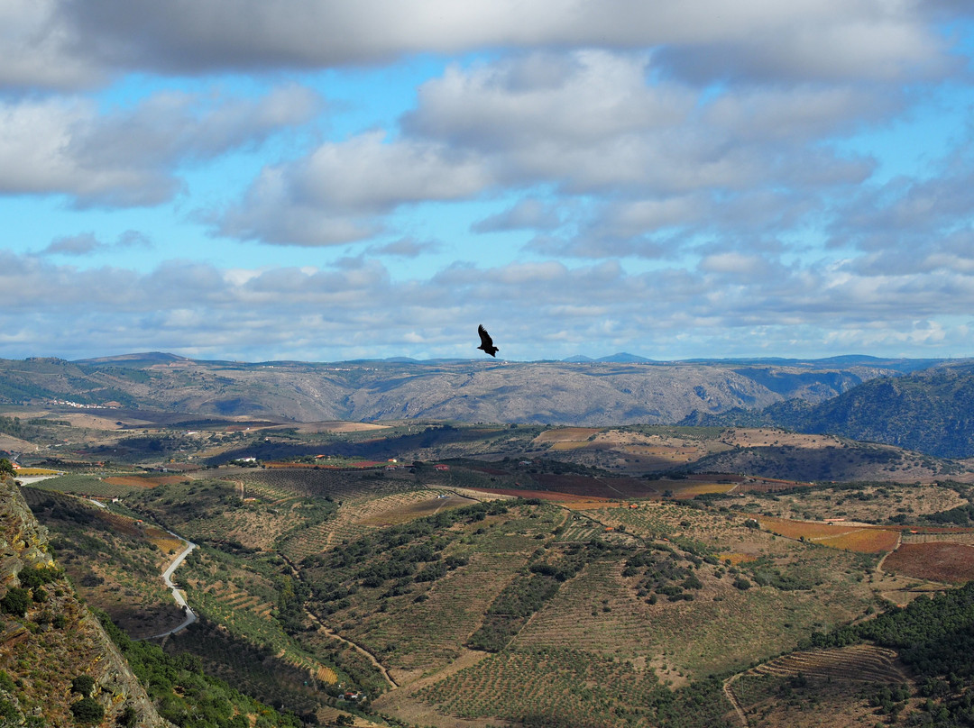 Miradouro de Penedo Durão景点图片