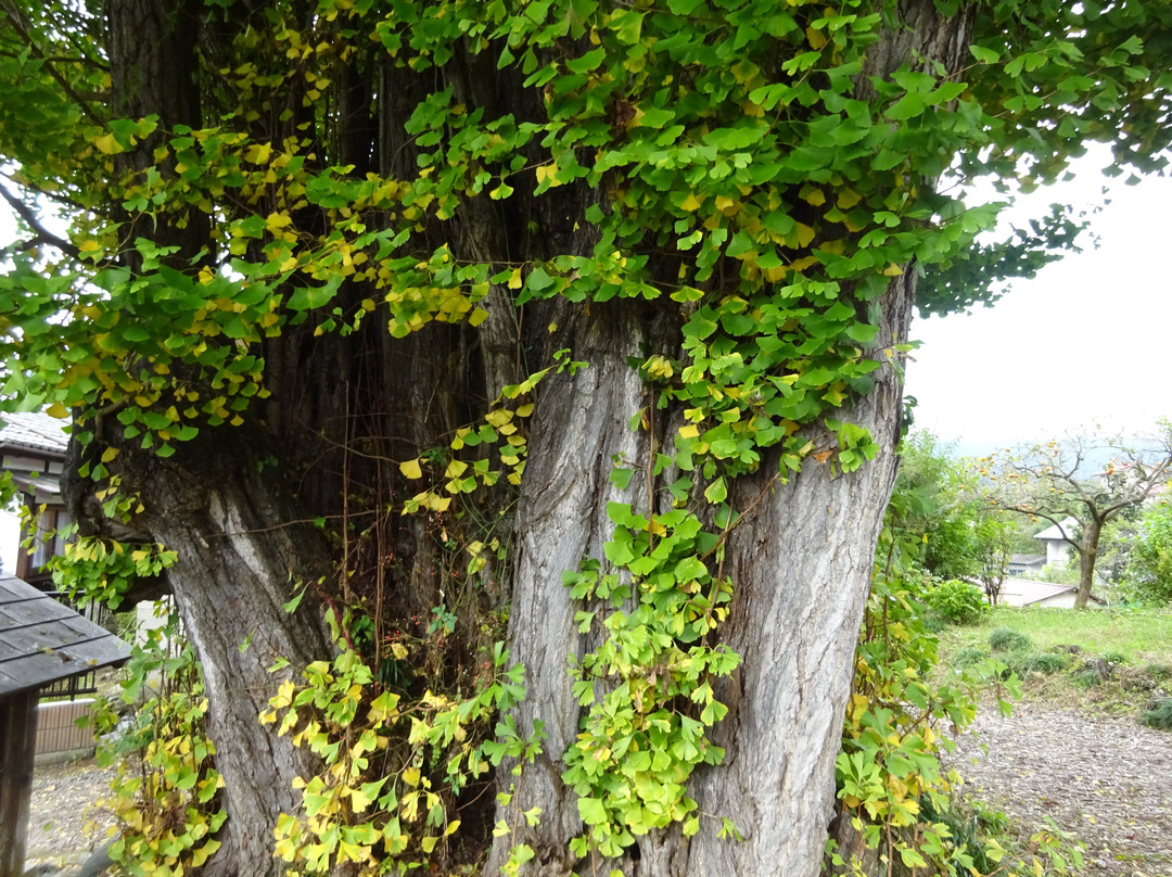 Kunikami no Daiicho-皆野町必去景点