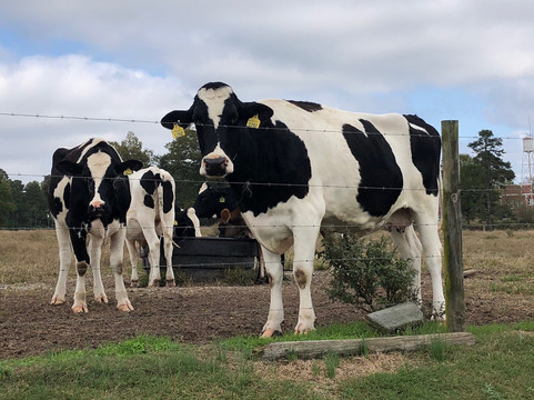 Homeland Creamery-Julian必去景点