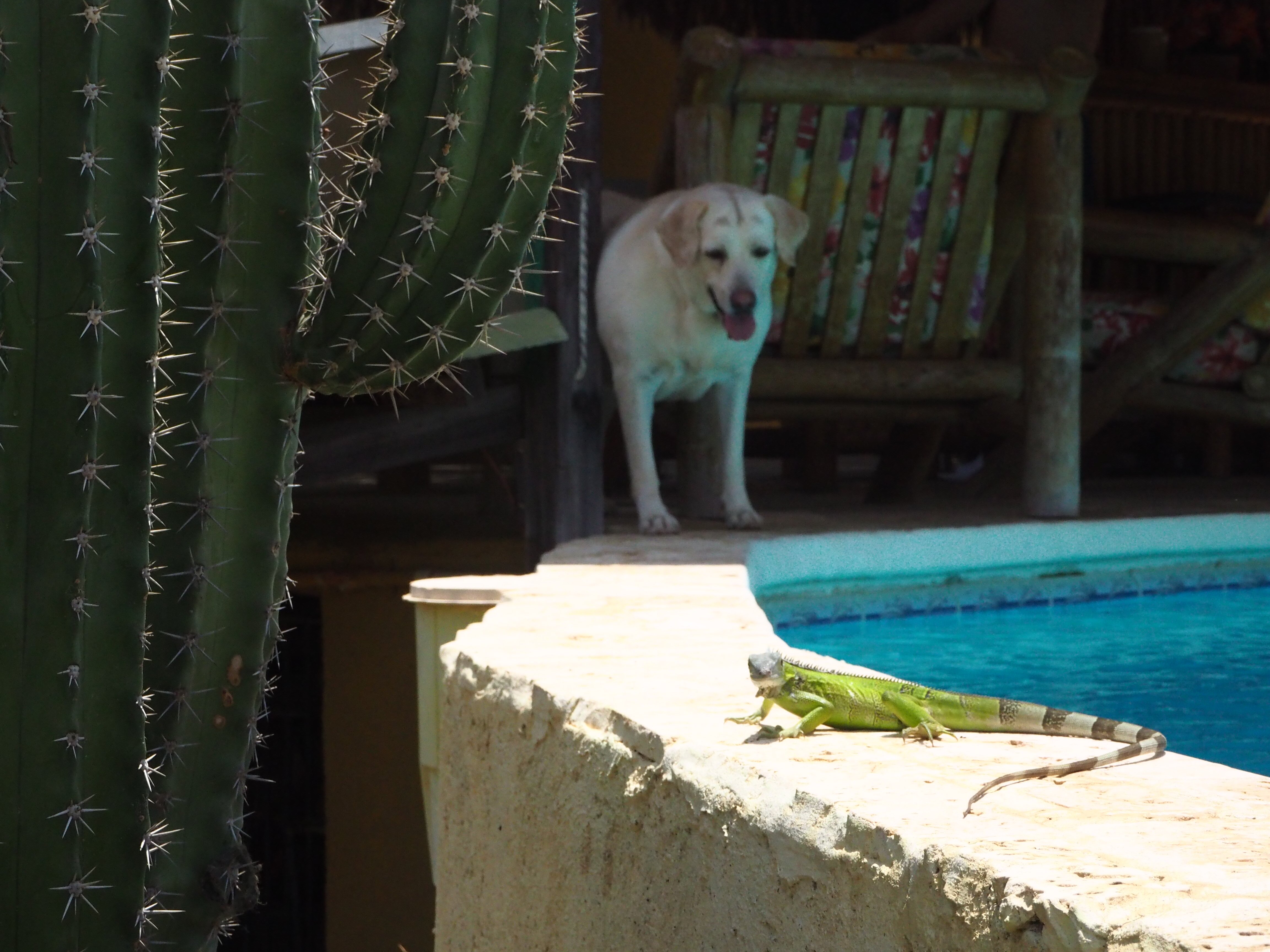 Casa Los Cerros Taganga alquiler vacacional-泳池