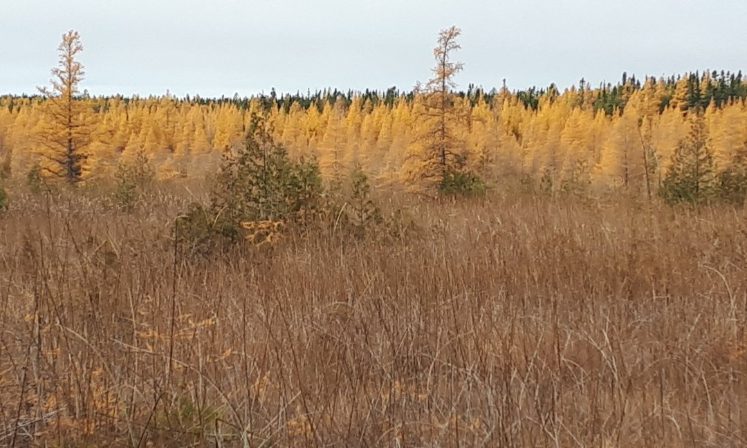 Brokenhead Wetland Interpretive Trail-Scanterbury必去景点