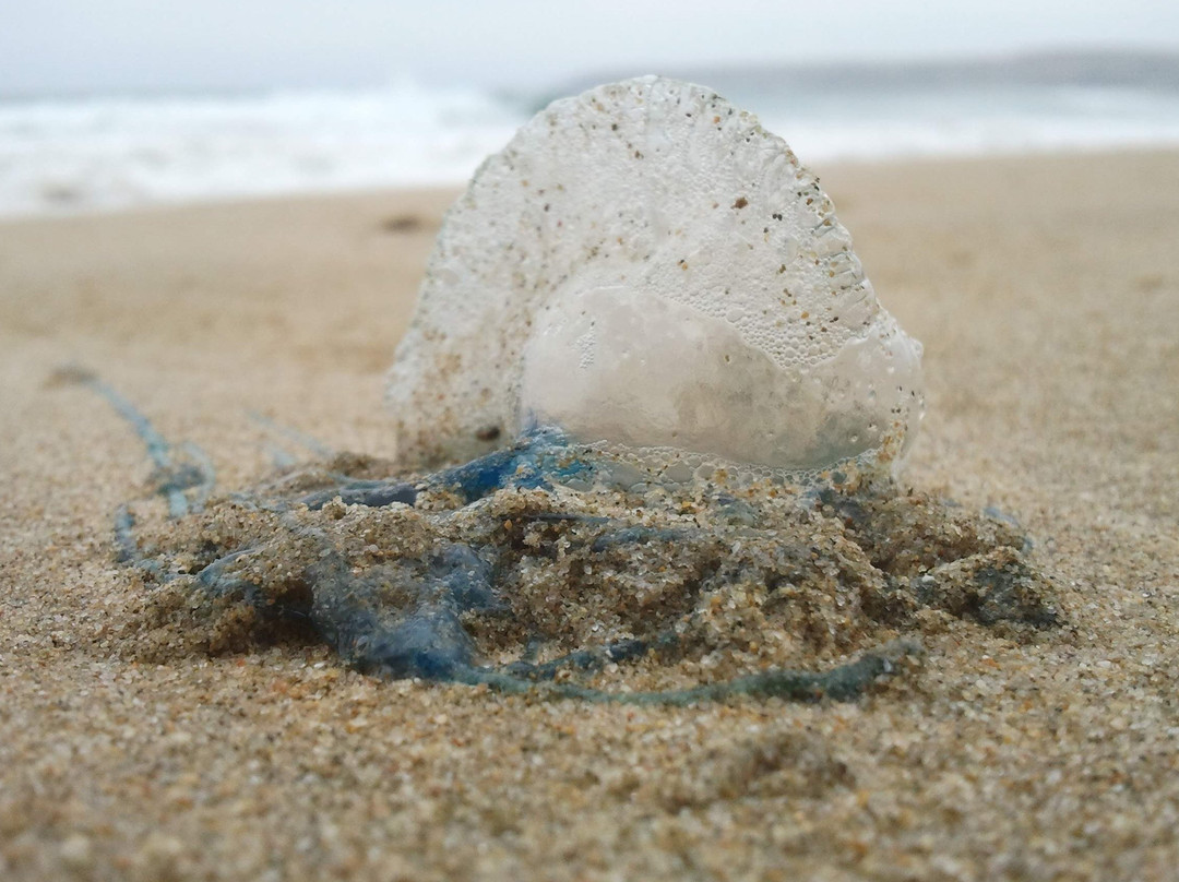 Goukamma旅游攻略图片