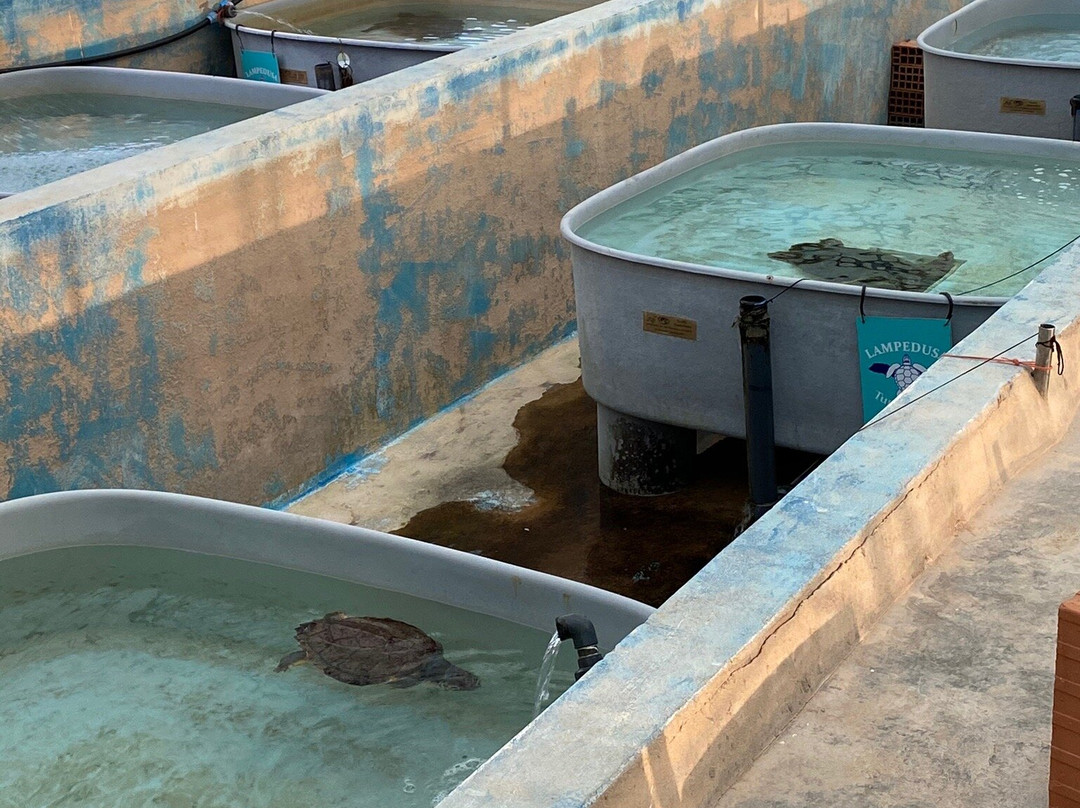 Lampedusa Turtle Rescue-兰佩杜萨必去景点