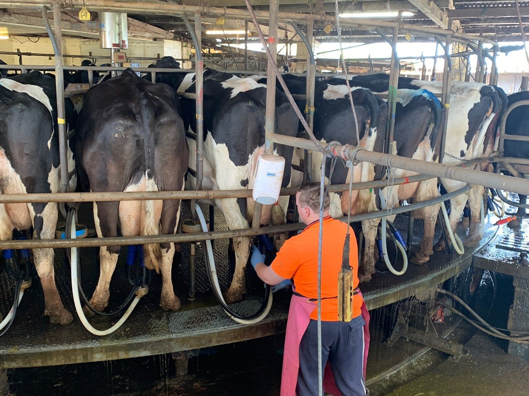 Gallo DairyLand-凯恩斯必去景点