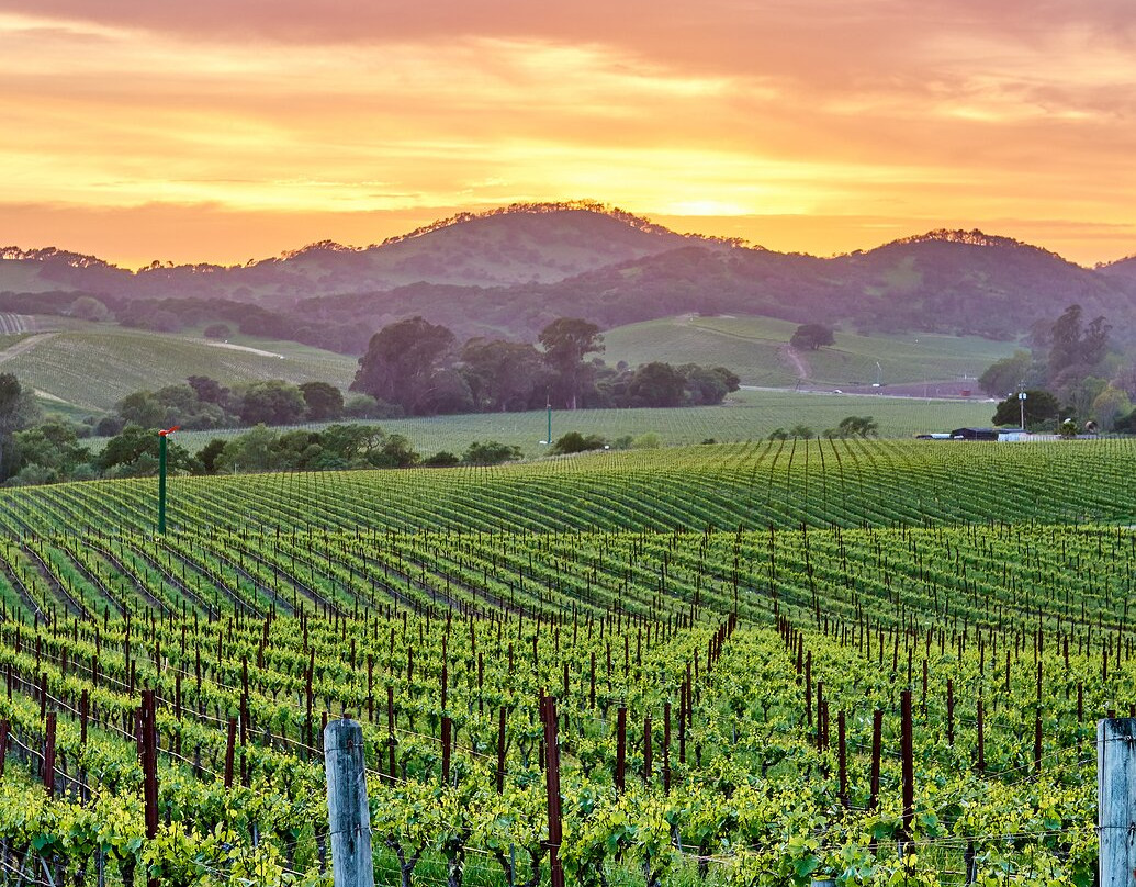 Laguna Canyon Winery-拉古纳海滩必去景点