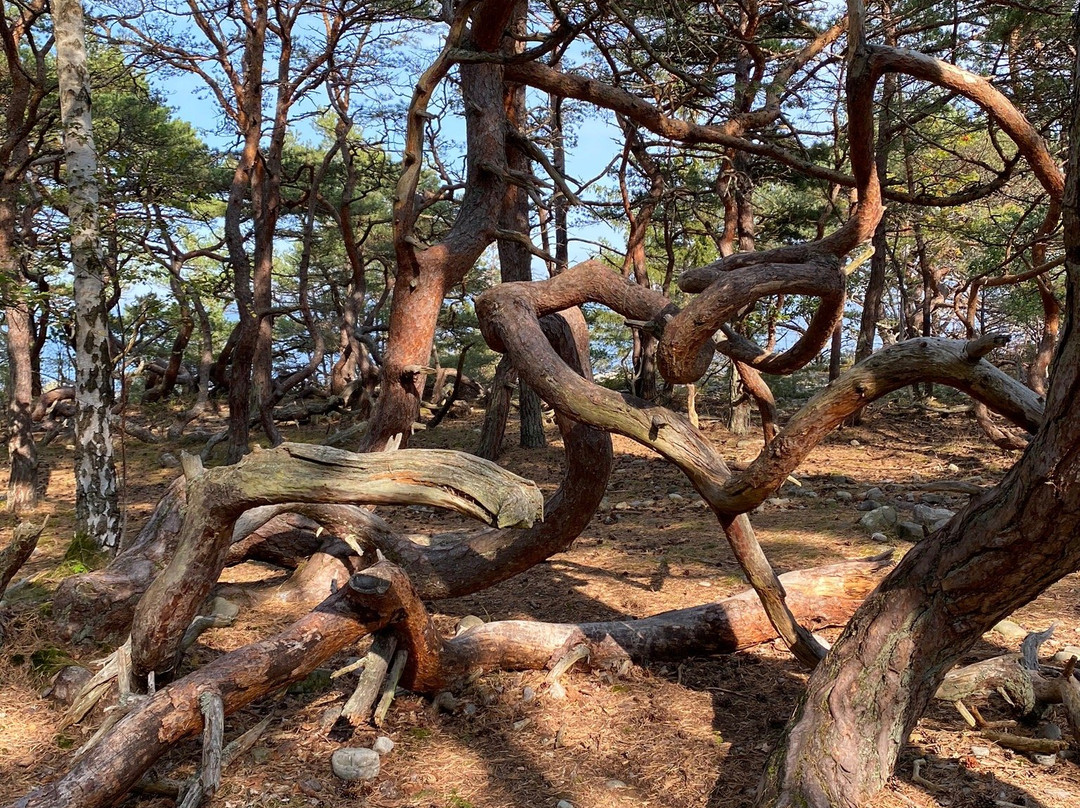 Trollskogen-Byxelkrok必去景点