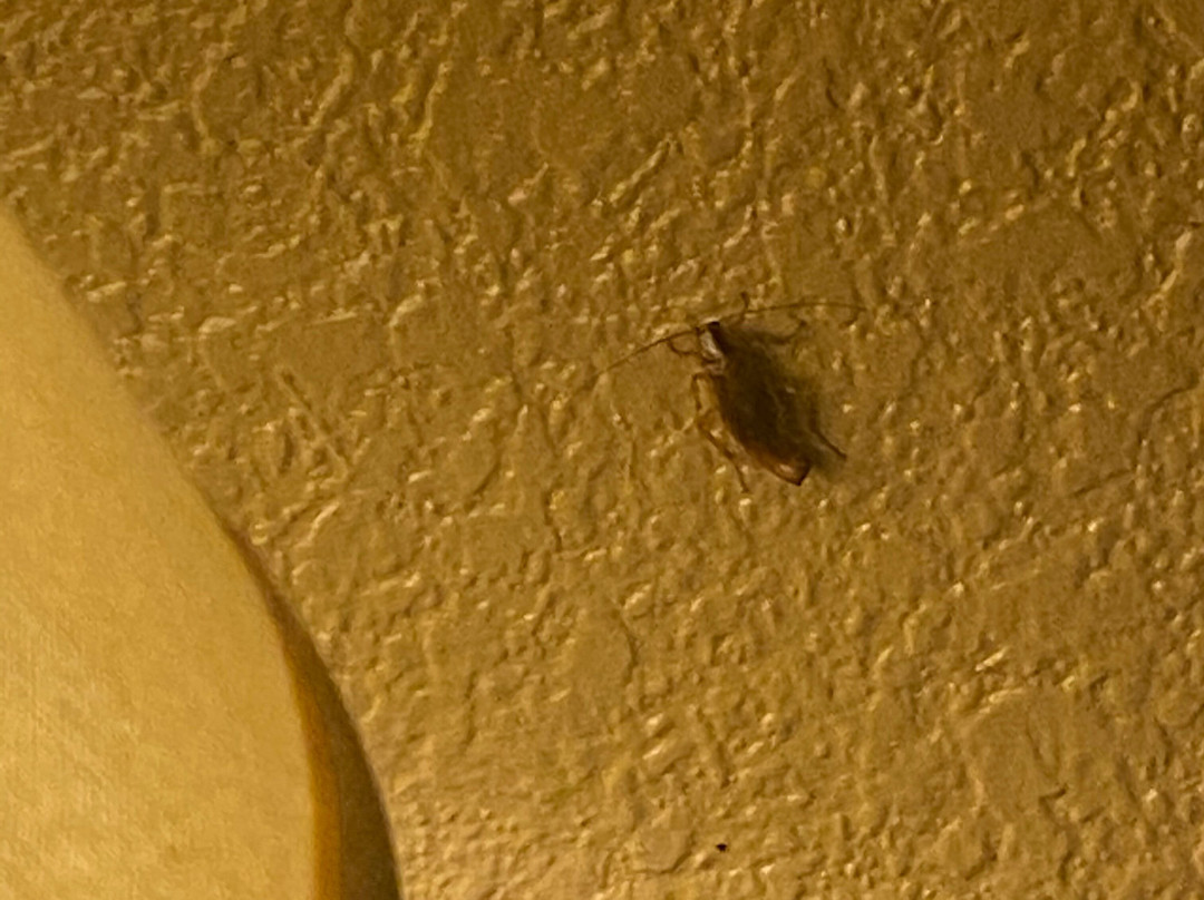 Rodeway Inn East主图