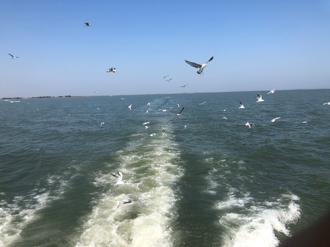 Motonave Albatros景点图片