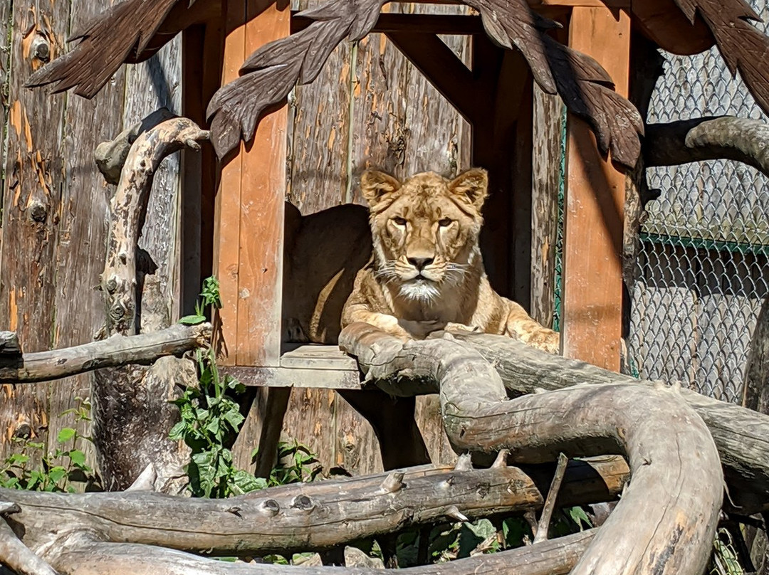 Eco-Park Dolina Volkov景点图片