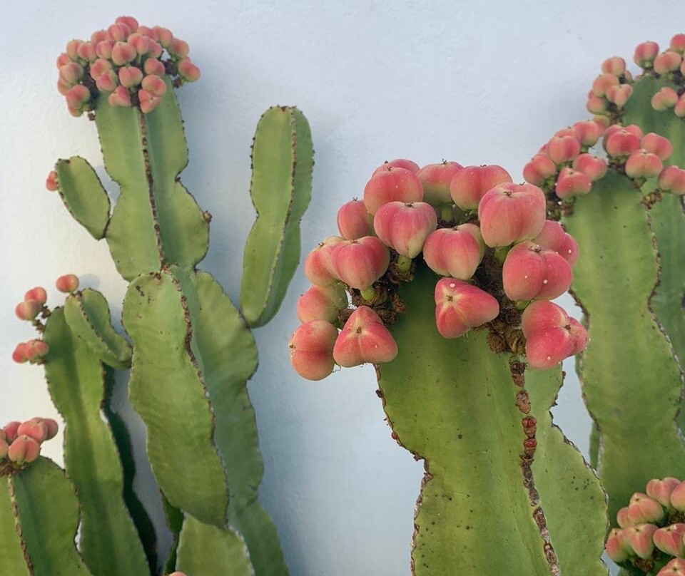 Belvedere Mykonos主图