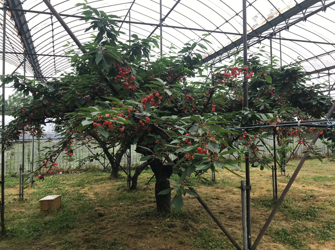 Takashima City Makino Agricultural Park Makino Pic-Land-高岛市必去景点
