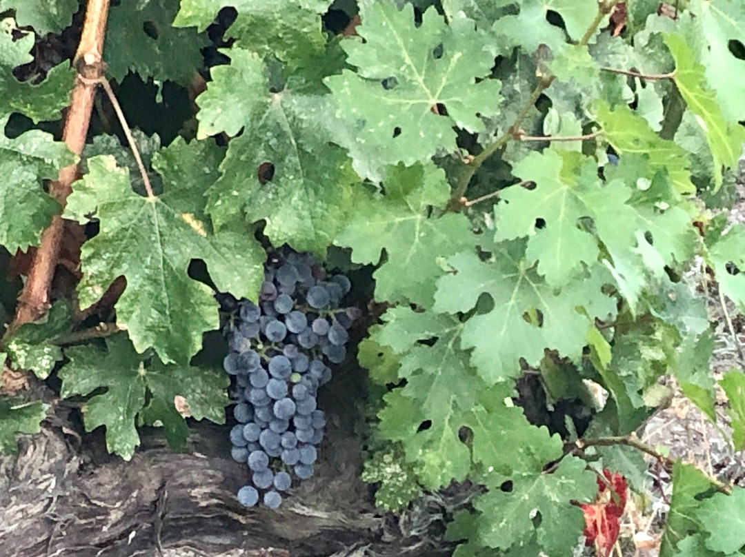 Urlice Vineyards景点图片