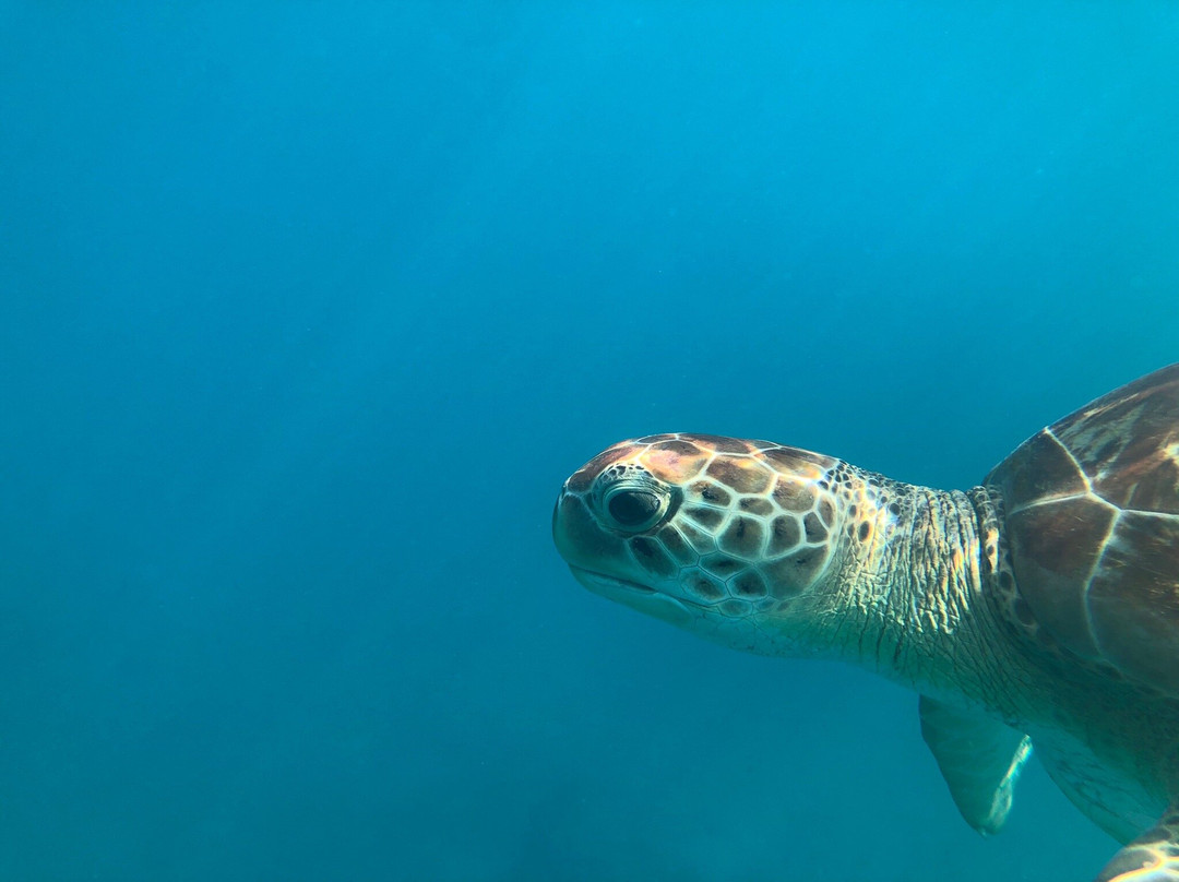 Team Baywatch Watersports-Holetown必去景点