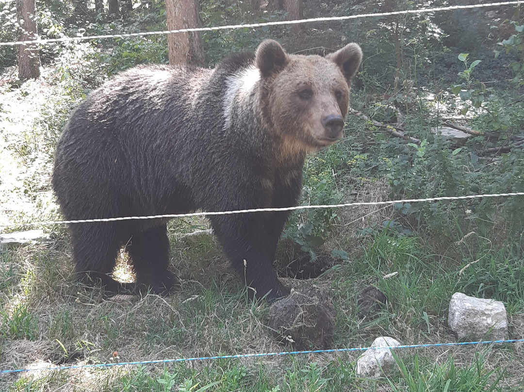 Museo dell’Orso Marsicano景点图片