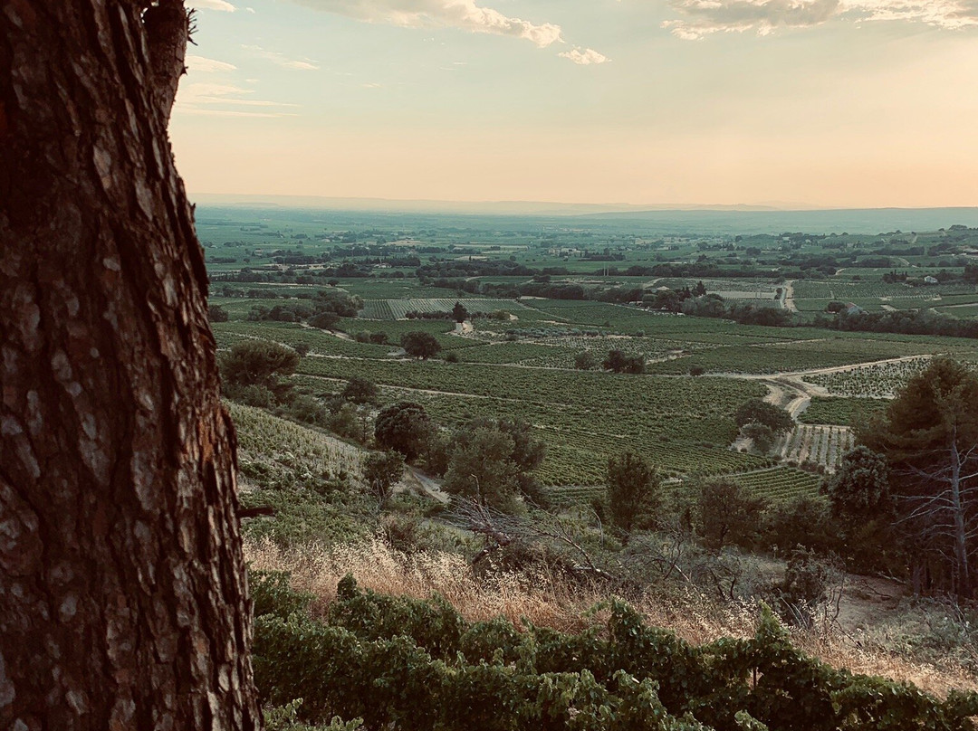 Domaine Beau Mistral景点图片