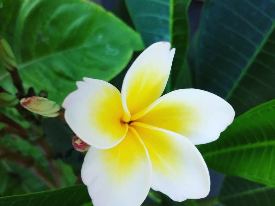 Kasmahal Hotel主图