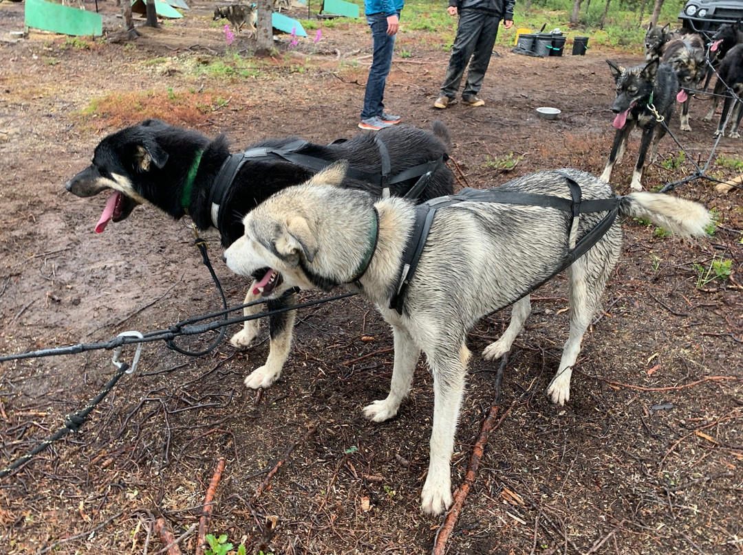 Wildthingz Dog Mushing (Summer)-坎特维尔必去景点