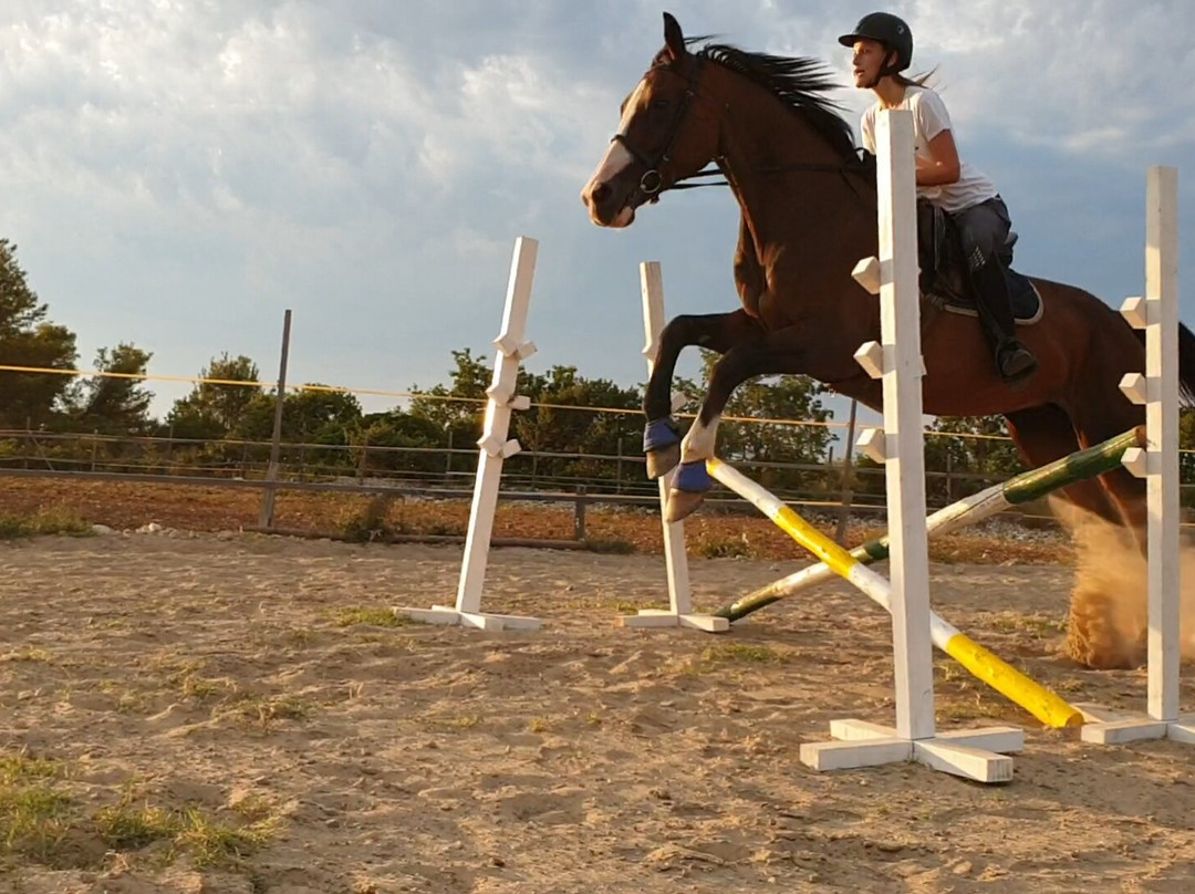 Horseback Riding Zadar- Konjicki klub Zadar景点图片