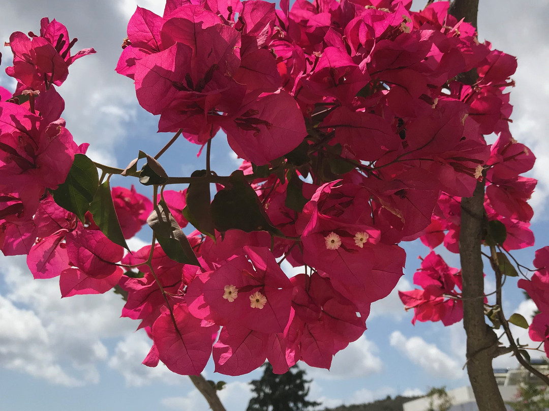 Venezia Hotel Bungalows主图