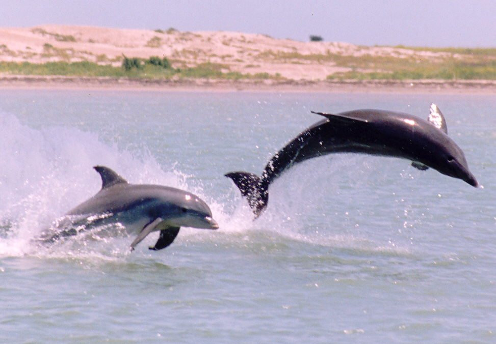 Dolphin Docks-Port Isabel必去景点