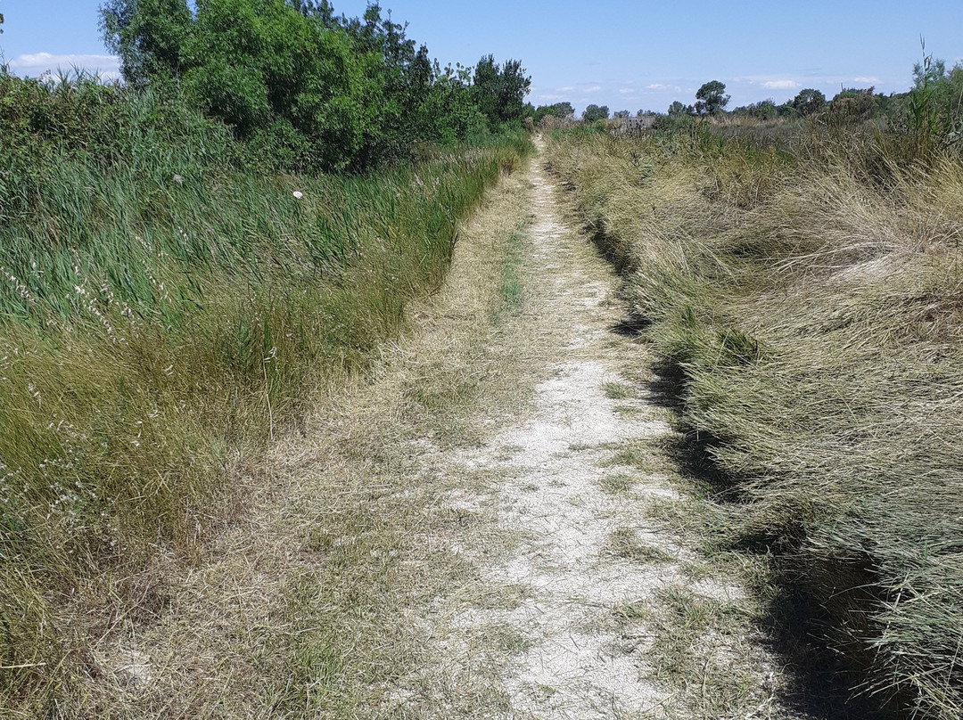 Les Marais Du Vigueirat - Arles Camargue-阿尔勒必去景点