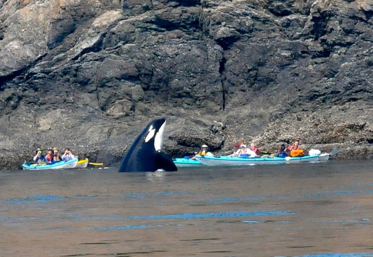 Sea Quest Kayak Tours