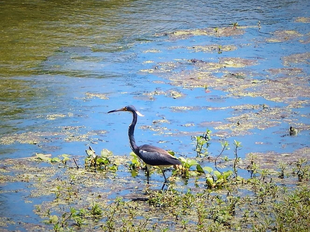 The Celery Fields-萨拉索塔必去景点