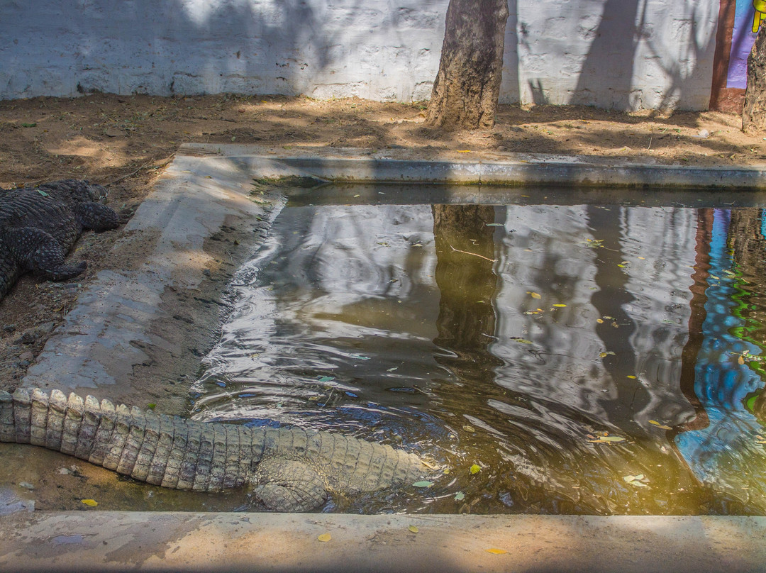 Crocodile Rehabilitation Centre景点图片