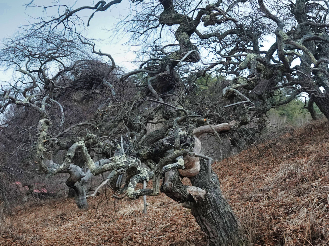 Shidare Guri Fern Growth Area-辰野町必去景点