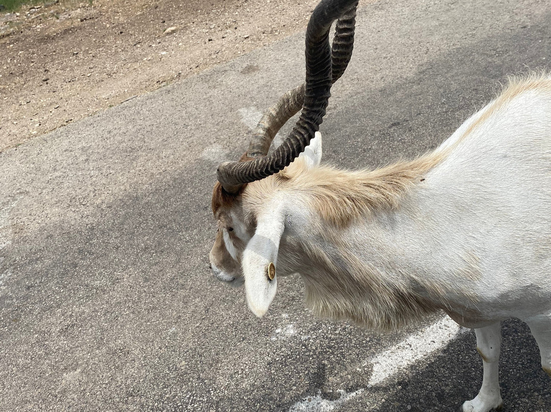 天然桥野生动物牧场-圣安东尼奥市必去景点