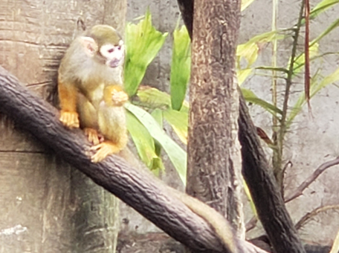 奥马哈亨利多立动物园-奥马哈必去景点
