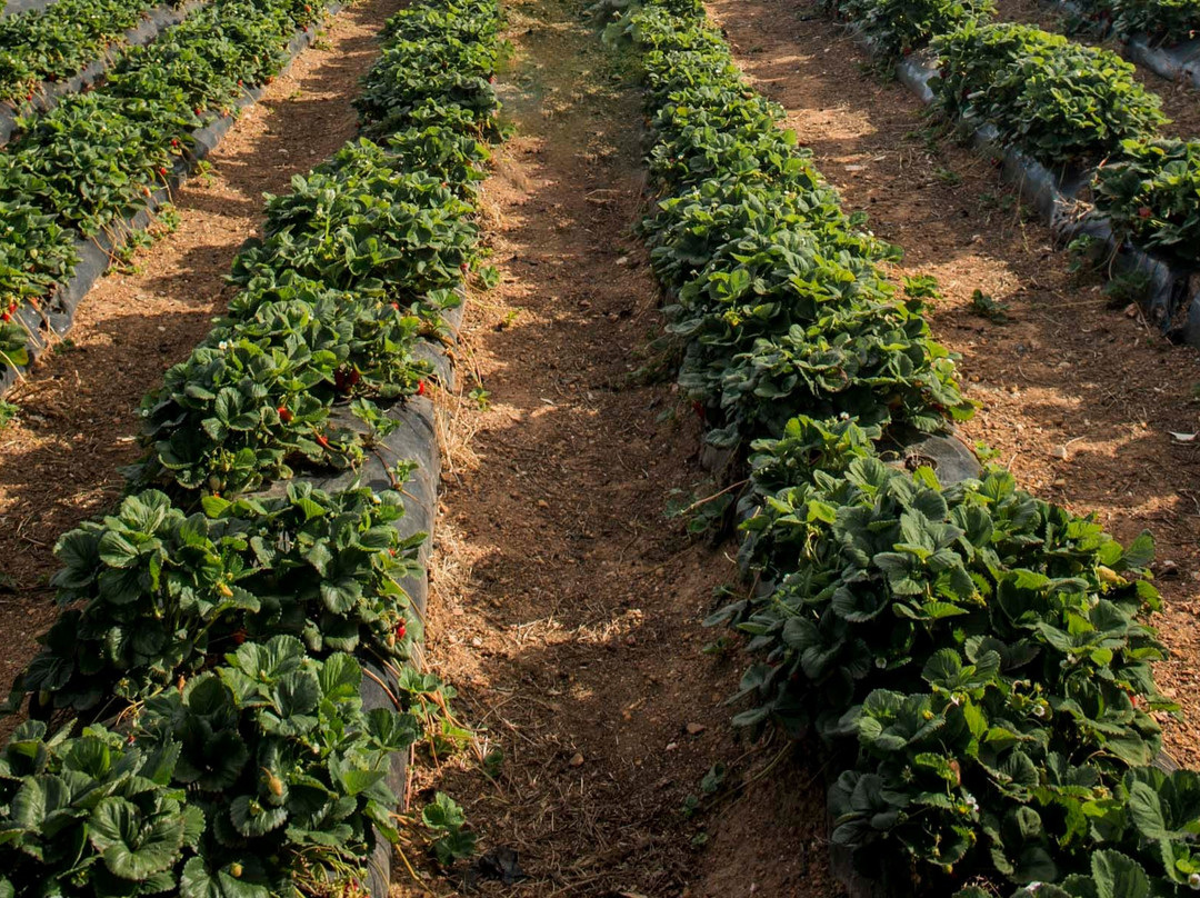 Beerenberg Farm景点图片