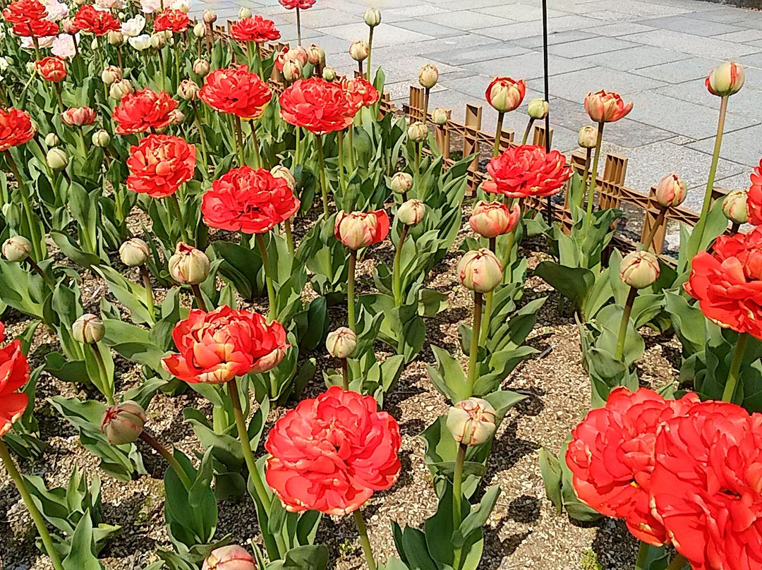 Kiso Sansen Park Center-海津市必去景点