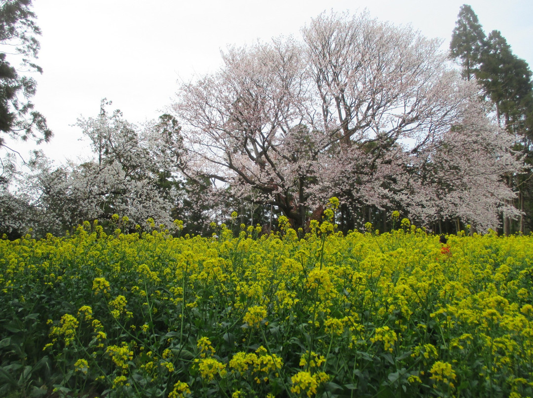 Obyo Cherry Blossom-市原市必去景点