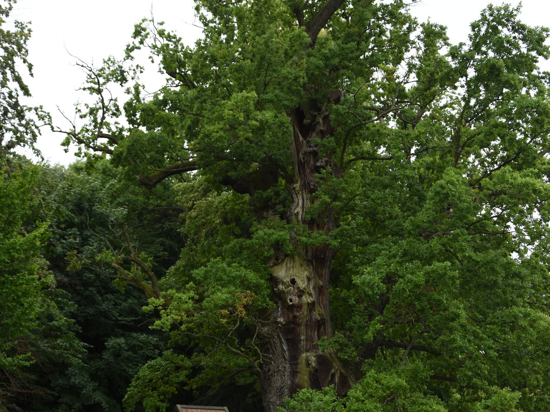 Bazynski Oak-Kadyny必去景点