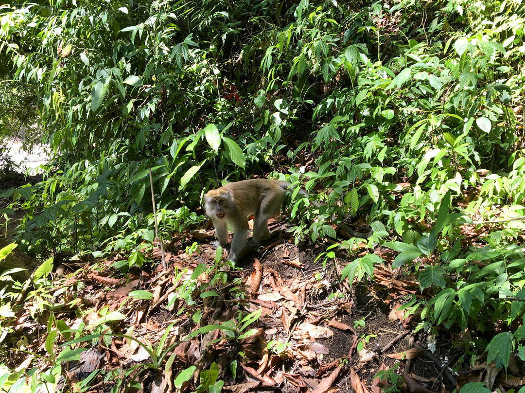 Our Jungle Trekking with Safar Ketambe-Ketambe必去景点