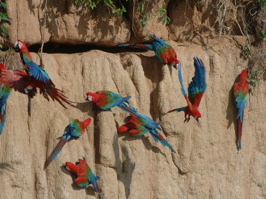 Wild Watch Peru-Manu必去景点