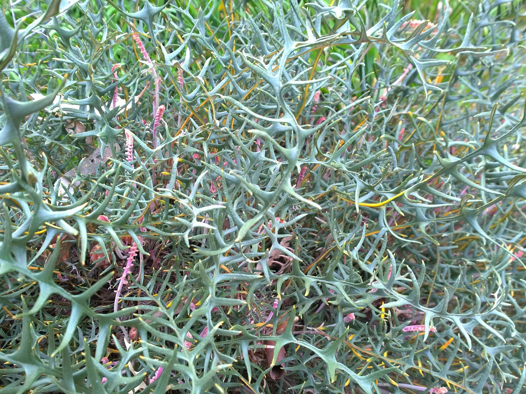 Peter Francis Points Arboretum-Coleraine必去景点