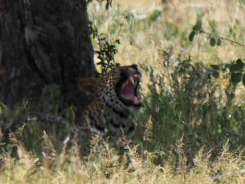 Mfafa Safaris-白河必去景点