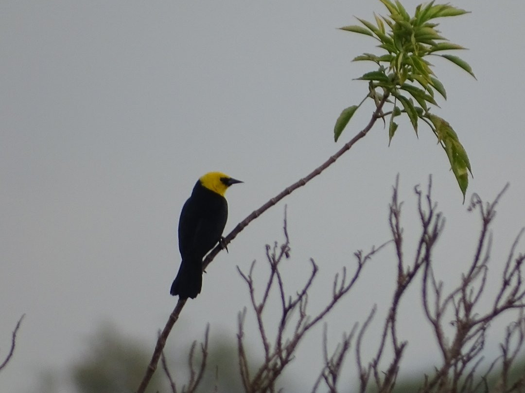 Humedal El Jaboque-波哥大必去景点