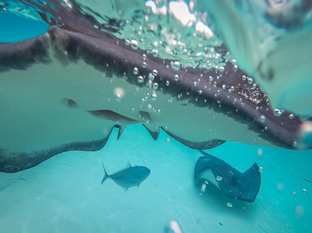 Caymanian Experience-大开曼岛必去景点
