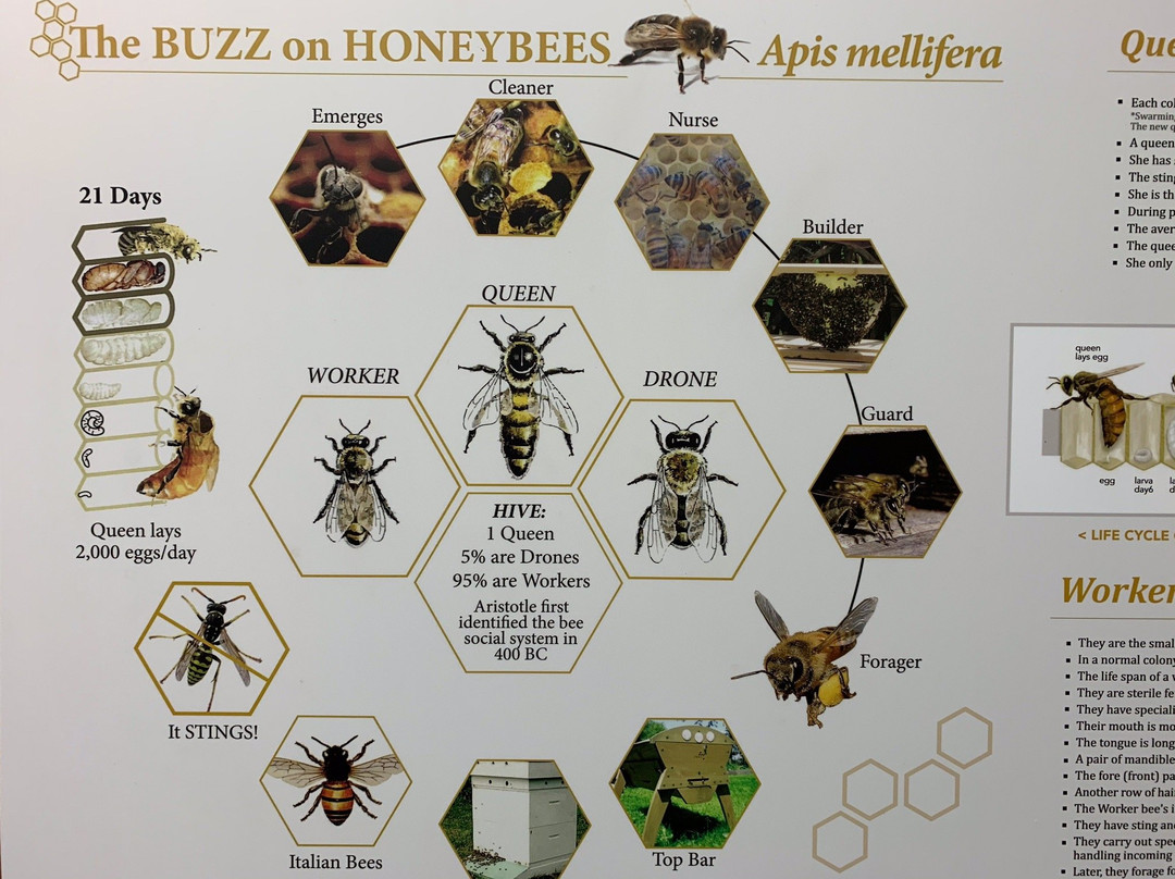 Honeybee World景点图片