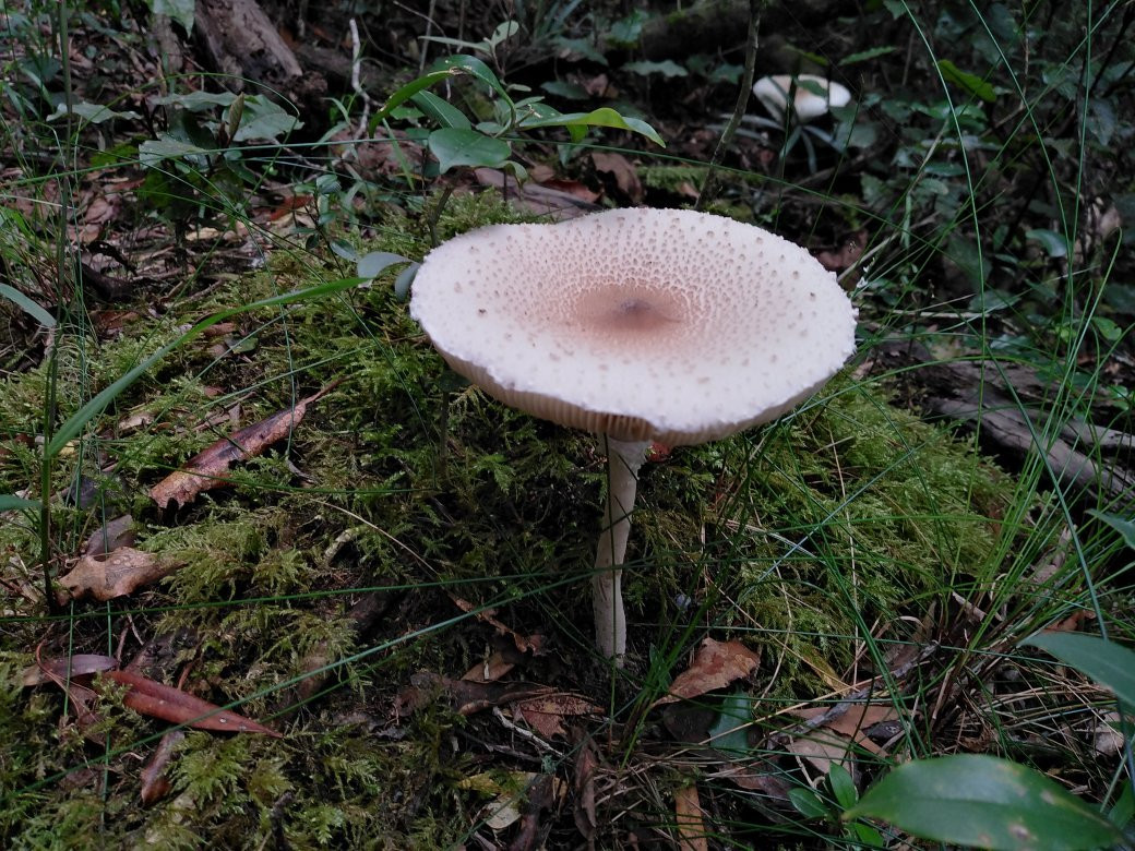 Kranshoek Hiking Trail-哈克城必去景点