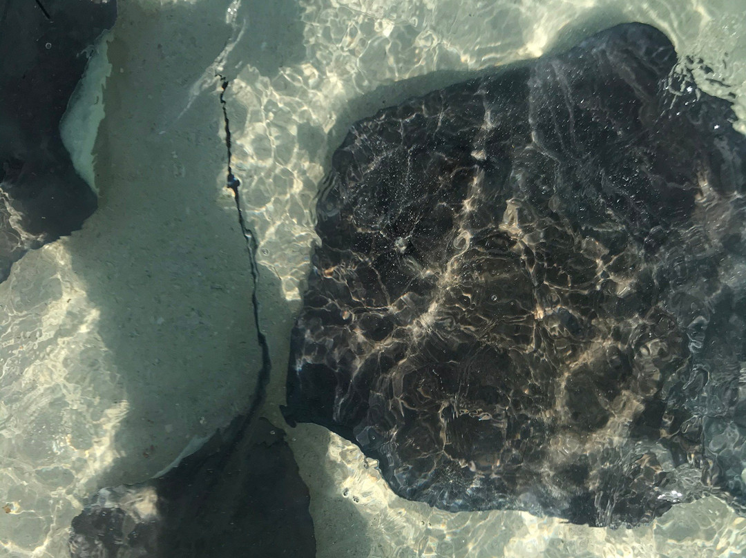 Bimini Undersea景点图片