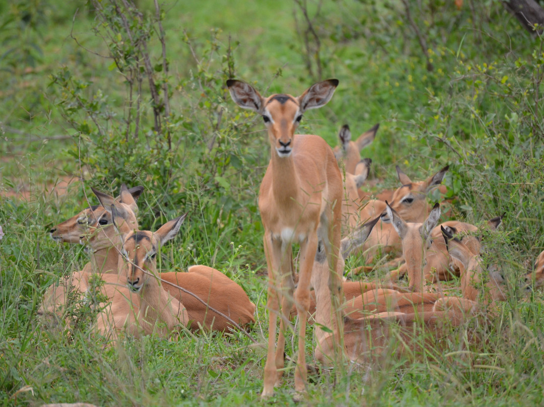Pabeni Gate Kruger National Park景点图片